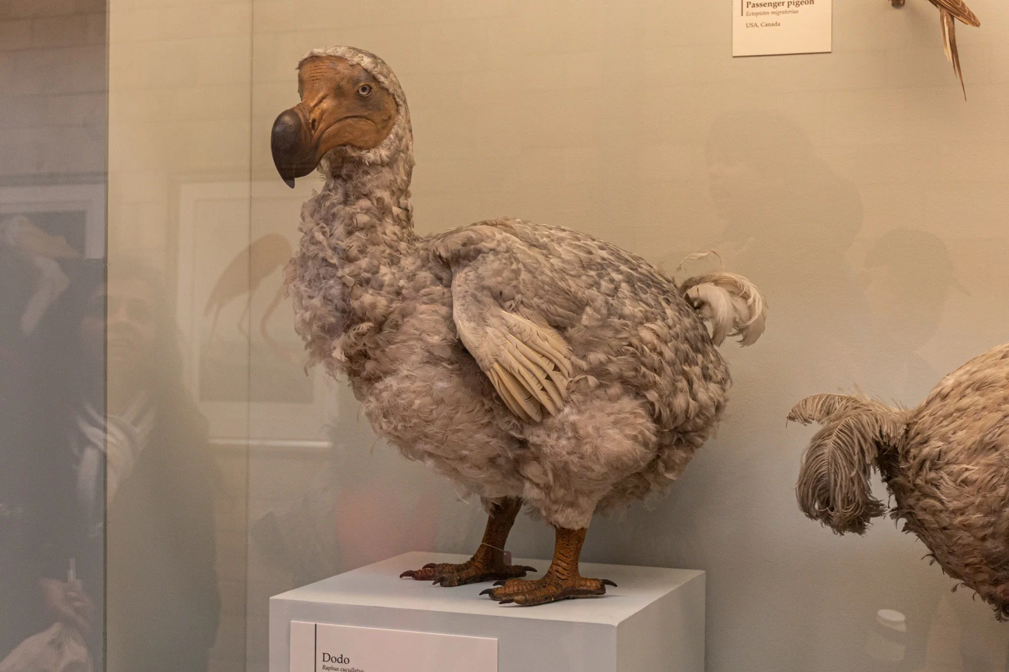 The Last Dodo