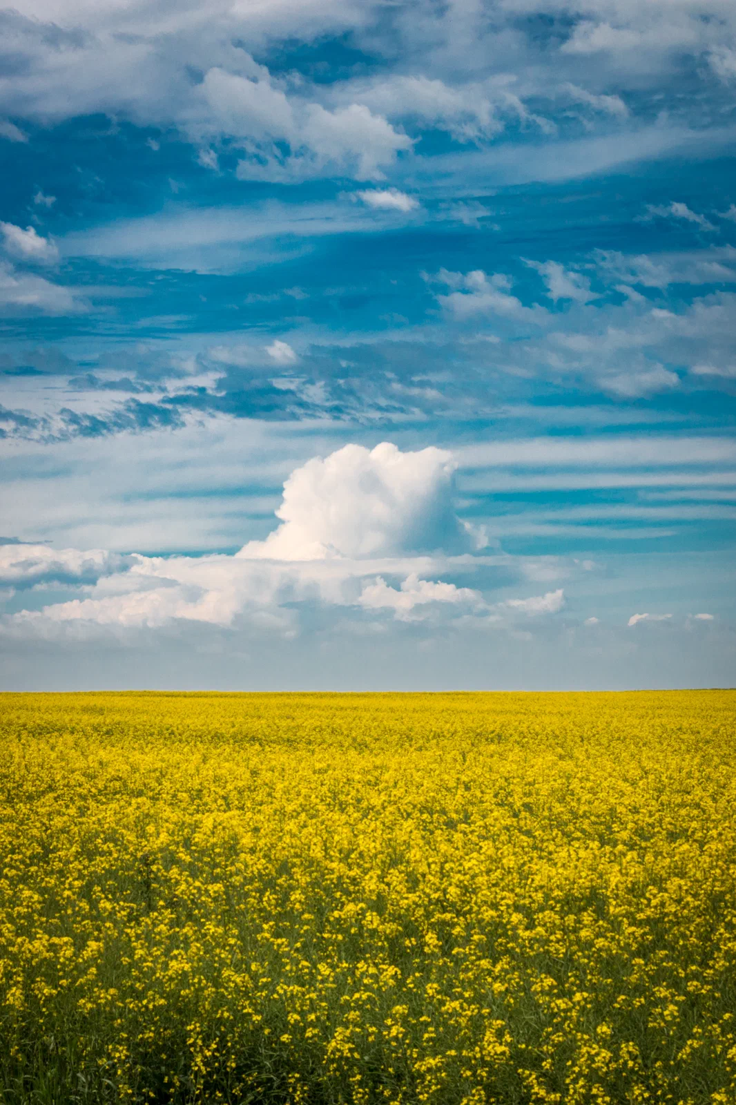 Canola Horizon