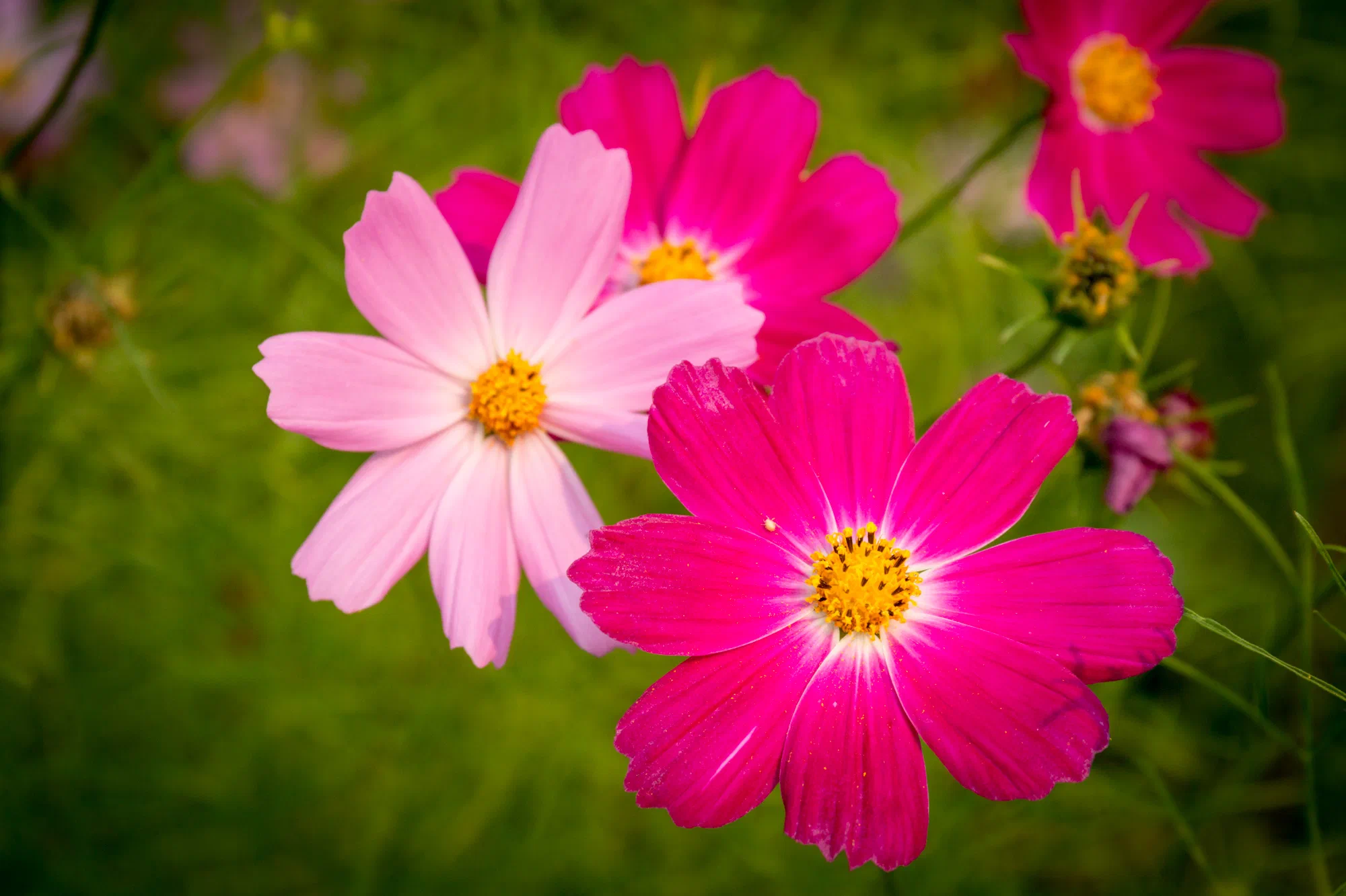 Fuschia and Pink