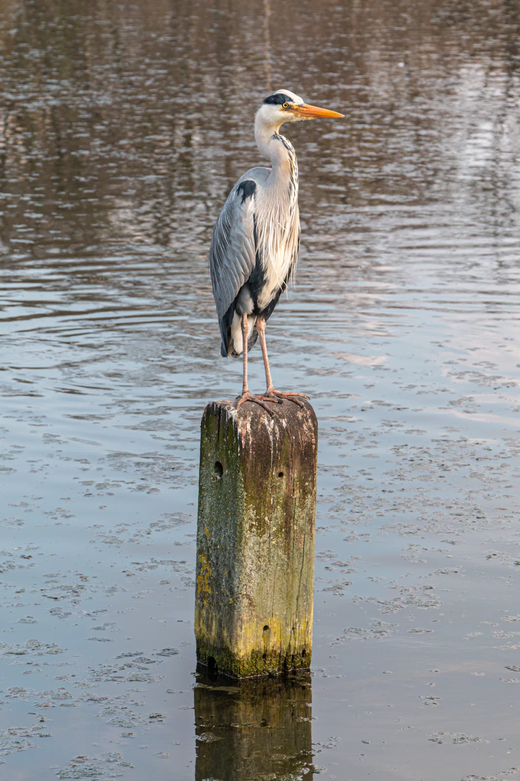 Great Heron