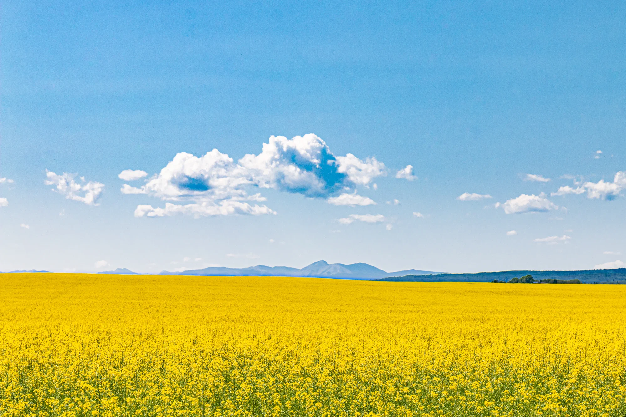 Yellow and Blue