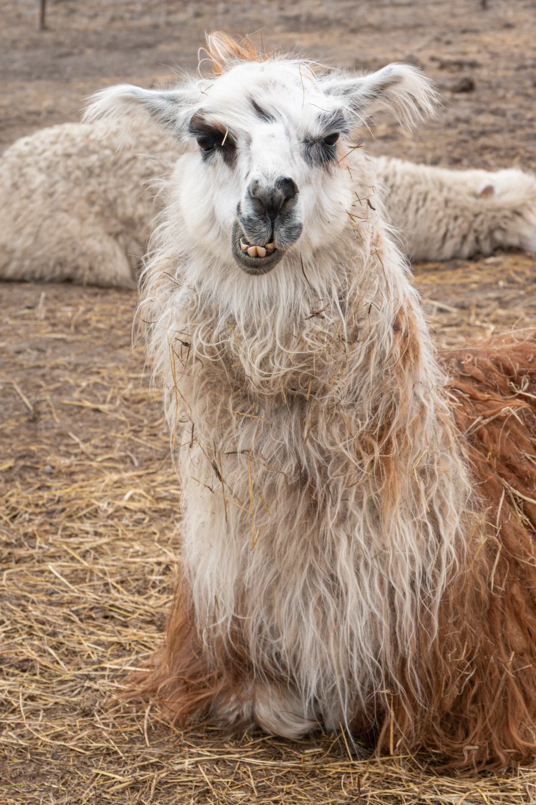 Derpy Llama