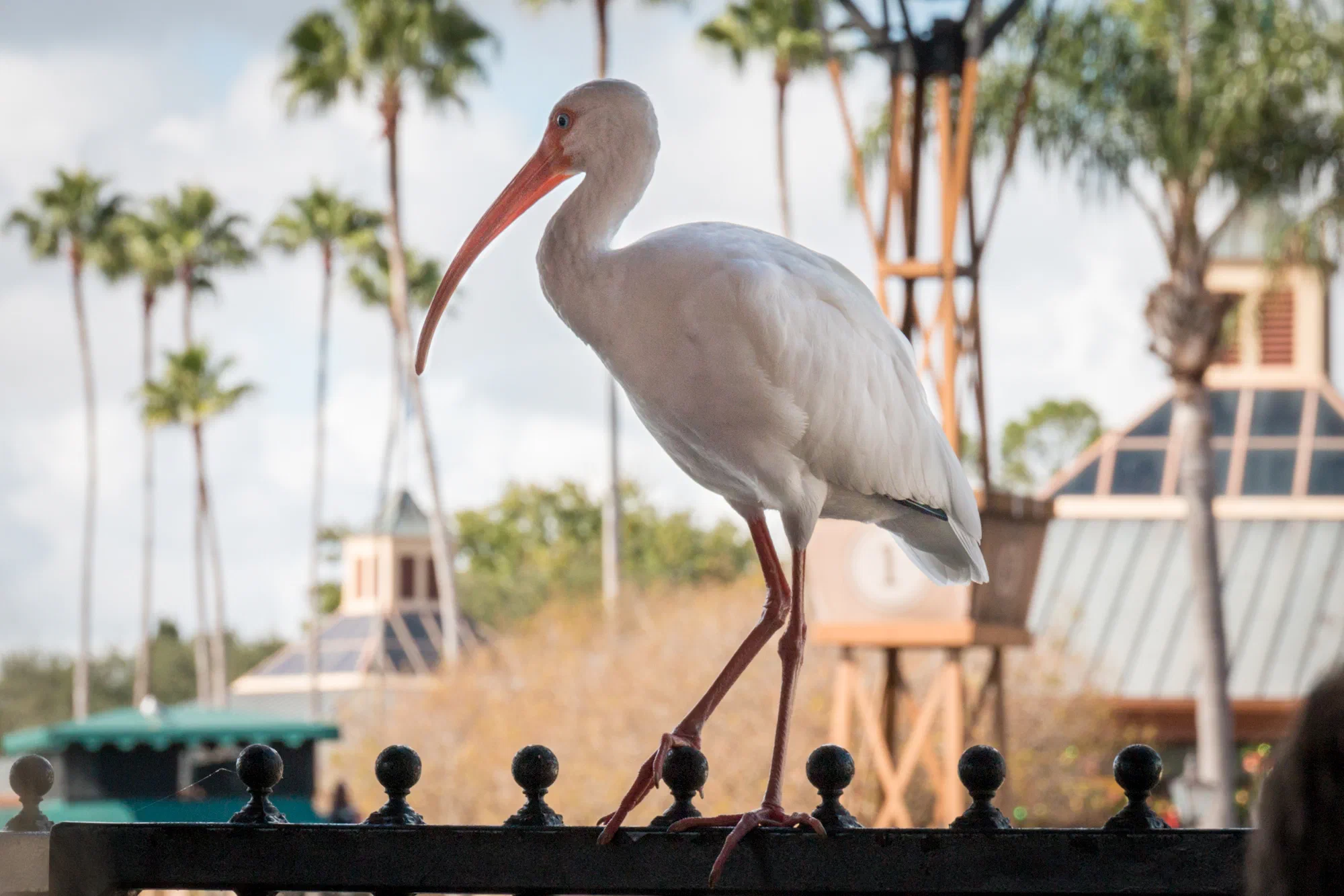 Ibis