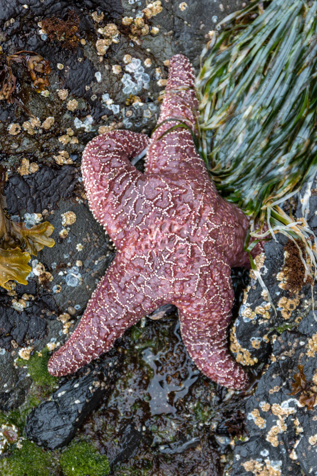 Ochre Sea Star