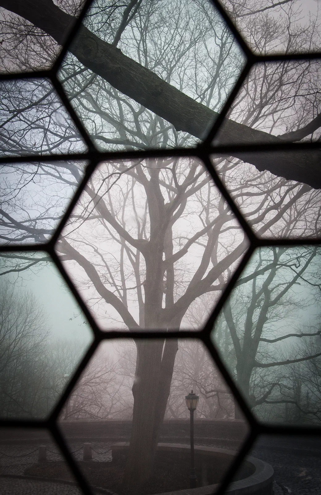 Celled Tree