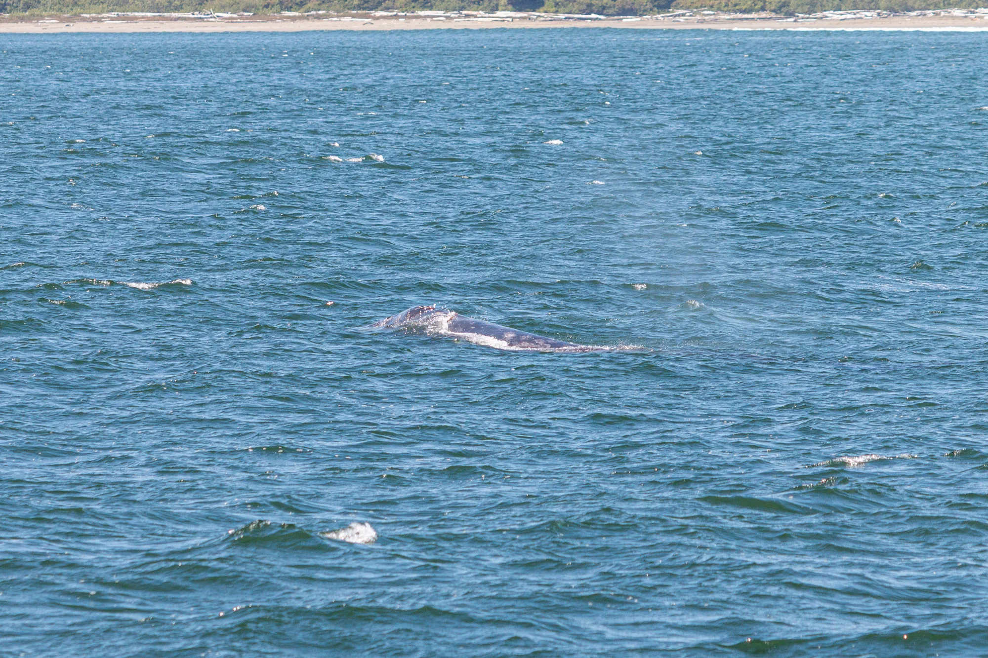 Grey Whale