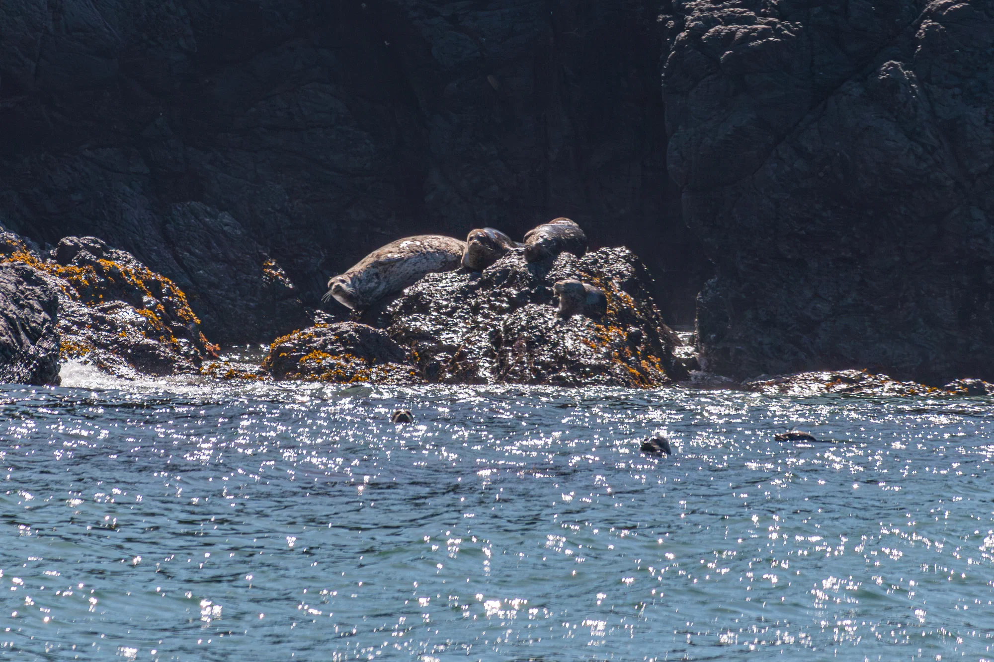 Sunning seals