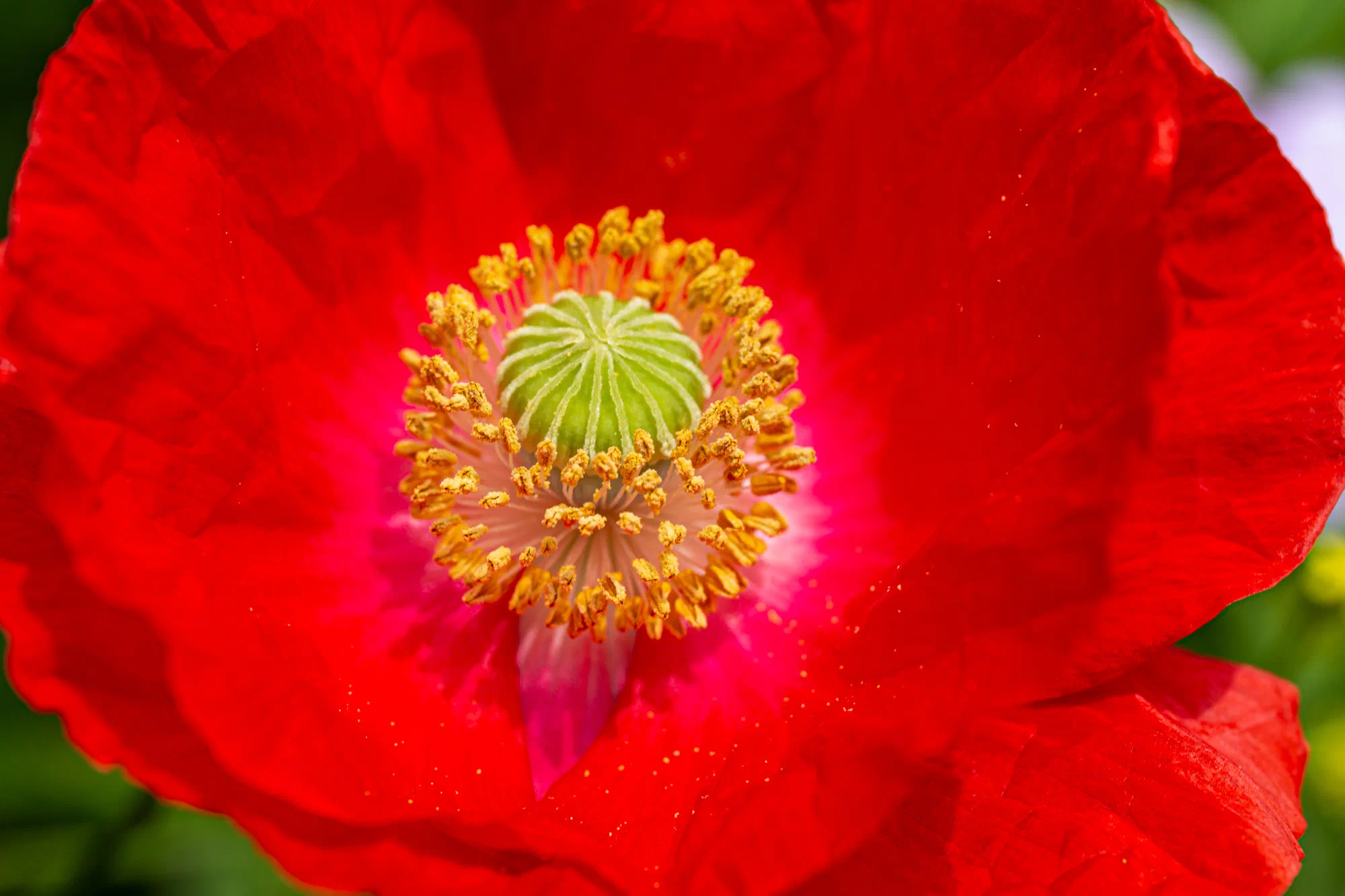 Poppy