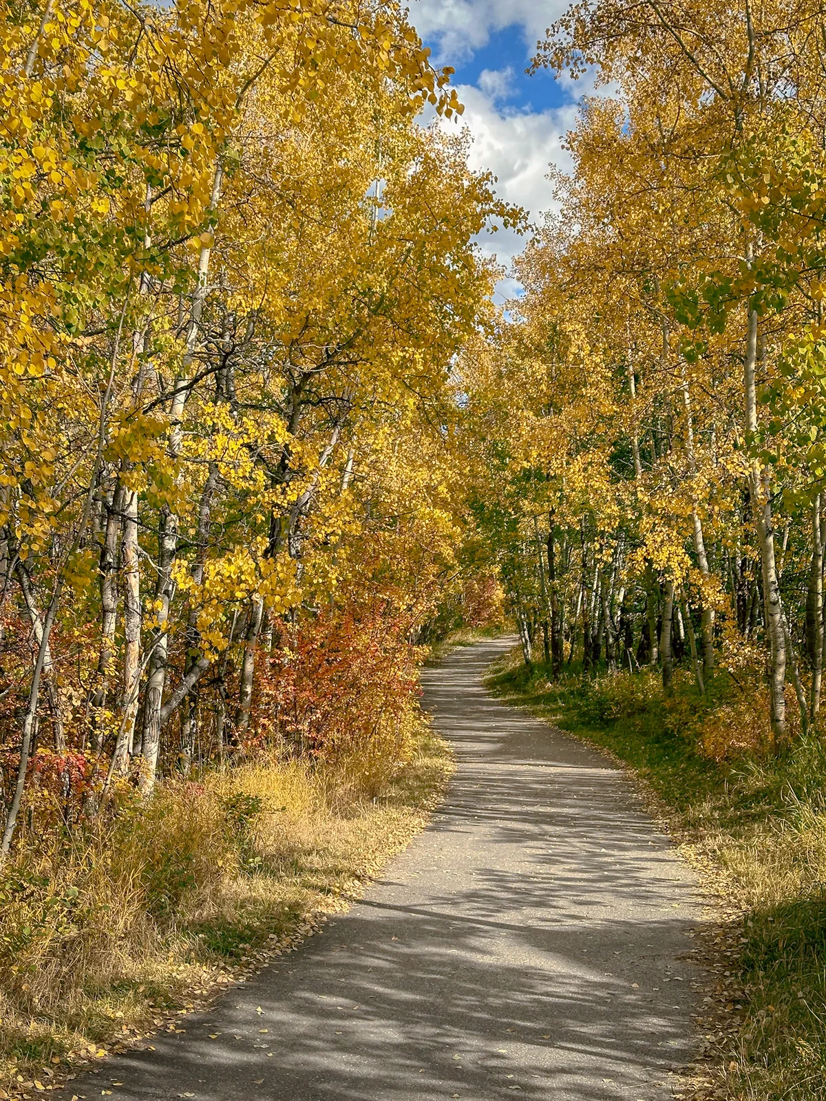 Autumn path