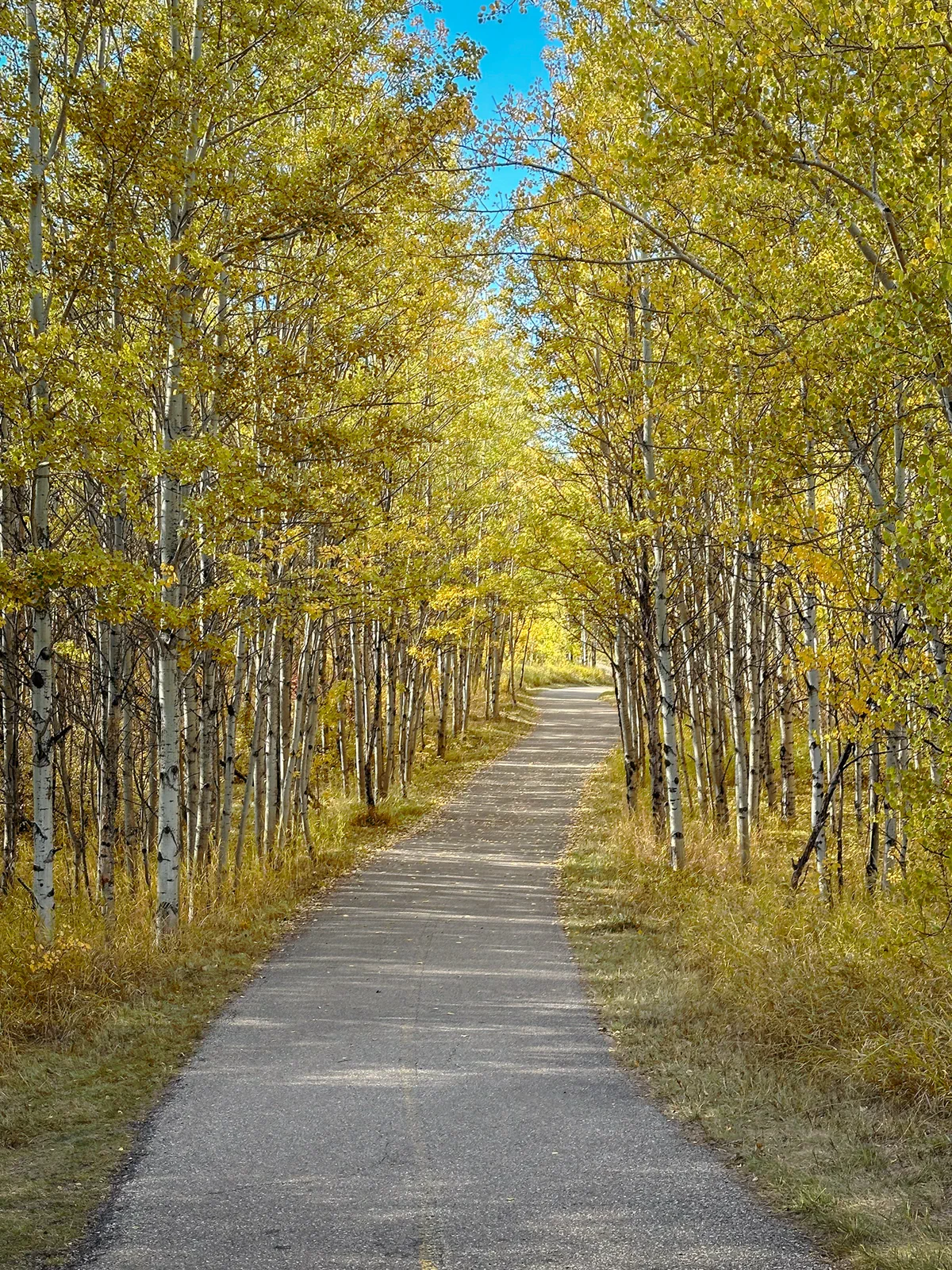 Aspens in autumn