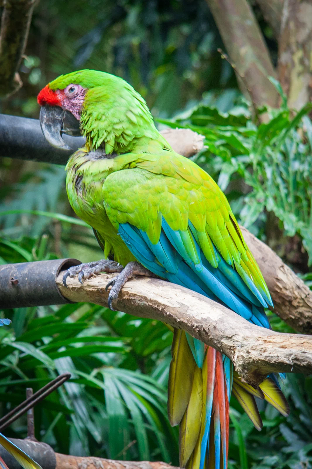 Green Macaw