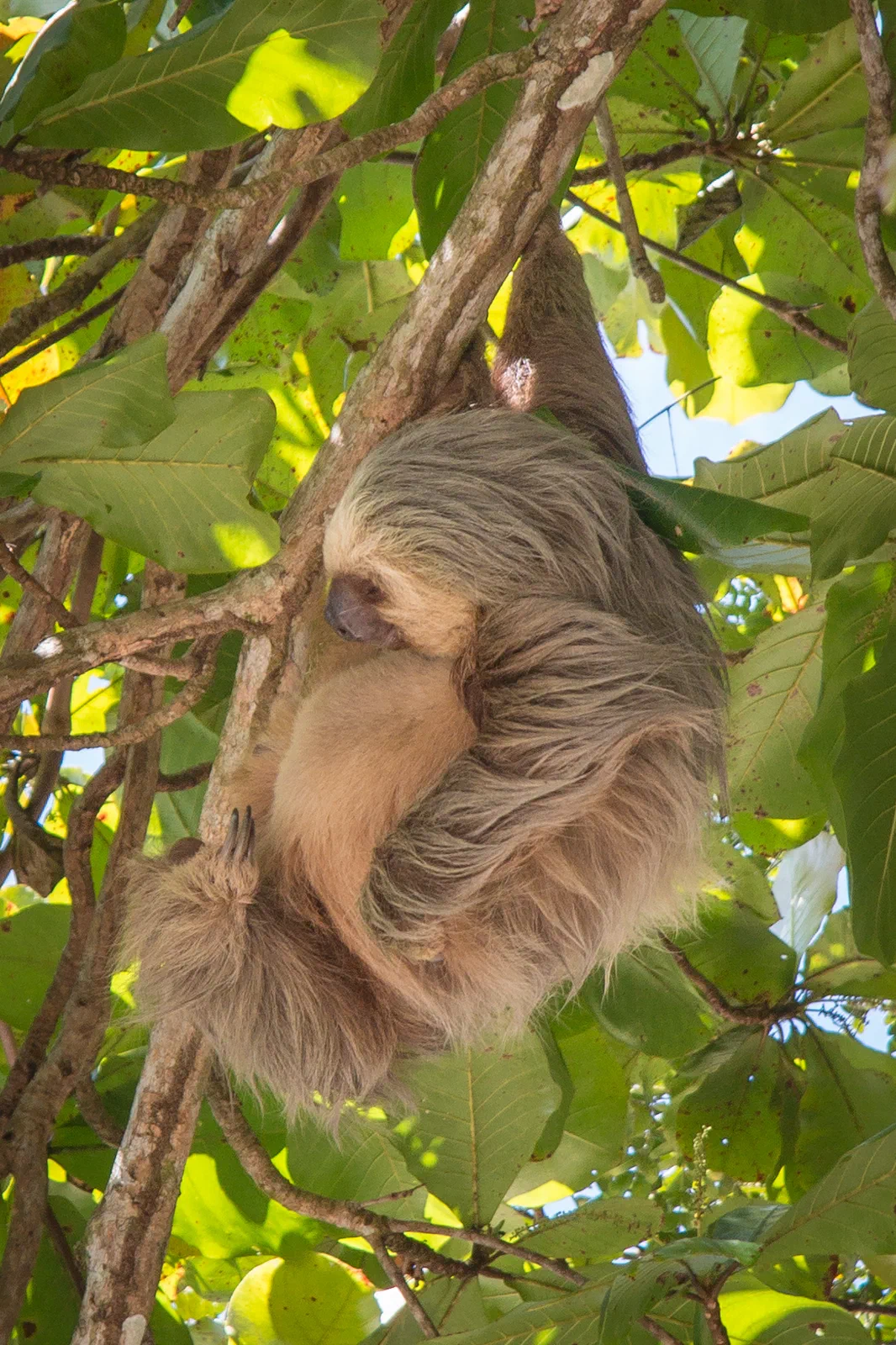 Sloth