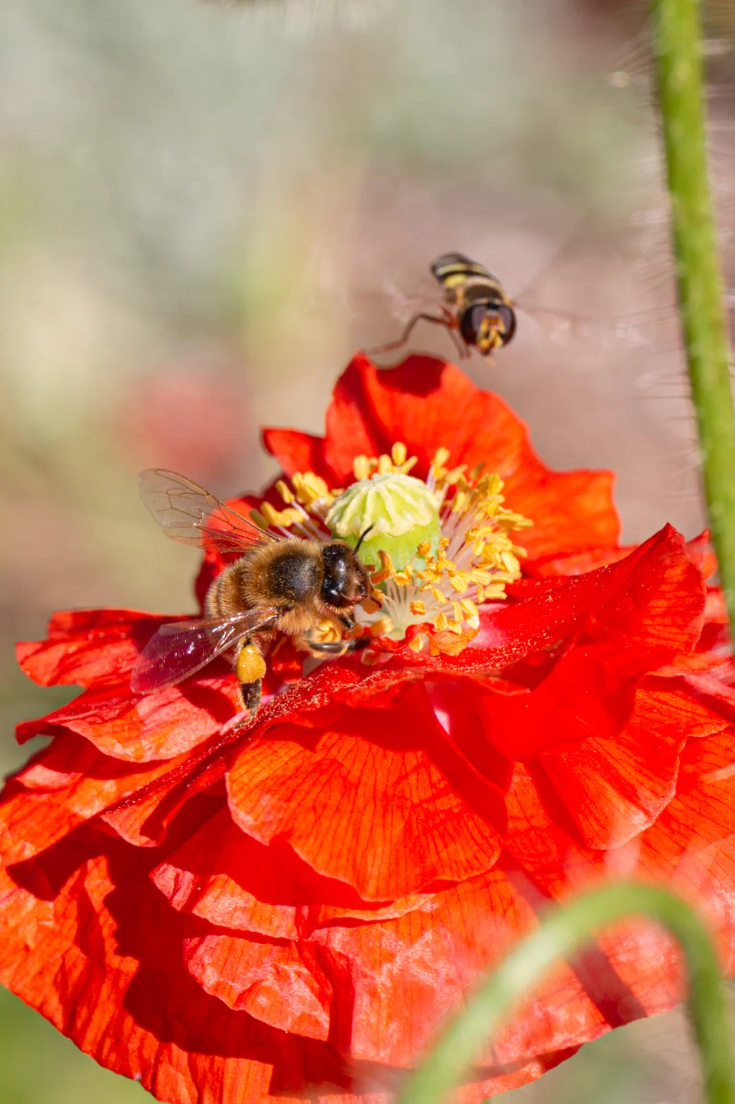 Hoverfly Attack