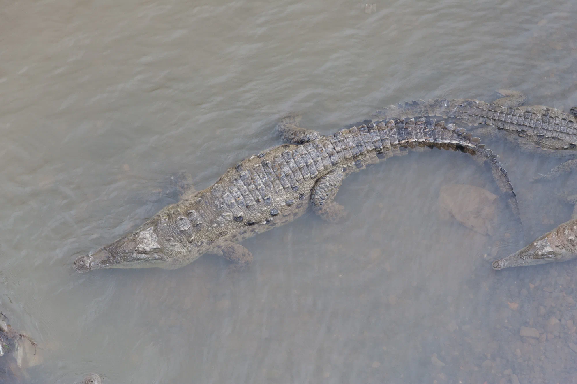 Tarcoles Croc