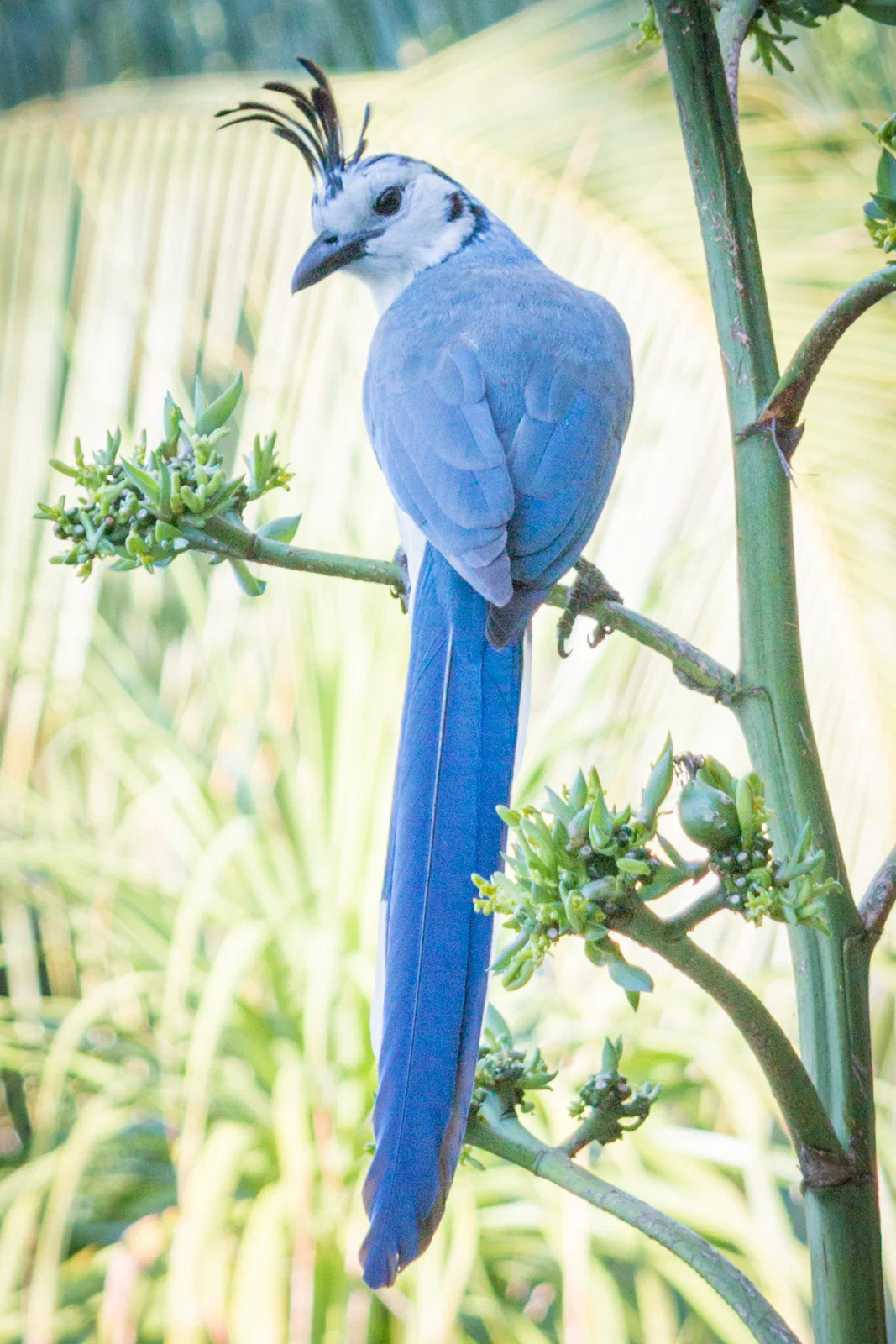 White-Throated Magpie-Jay