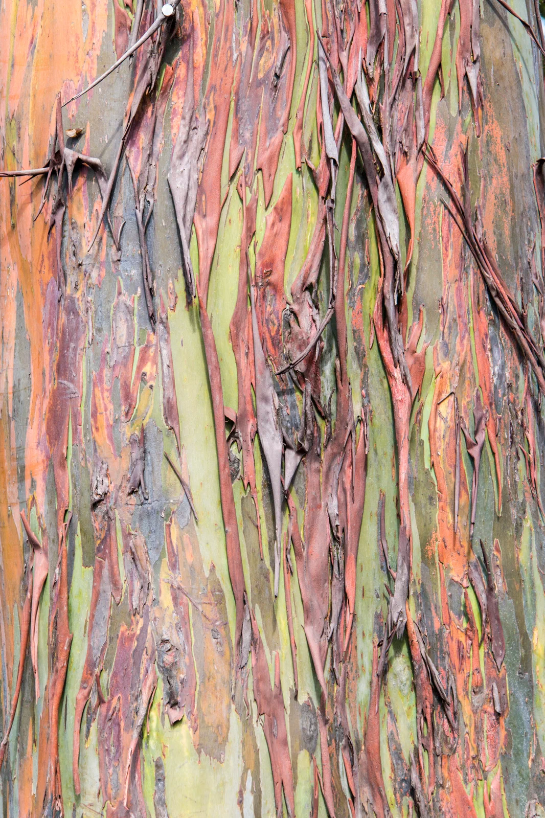 Rainbow Eucalyptus