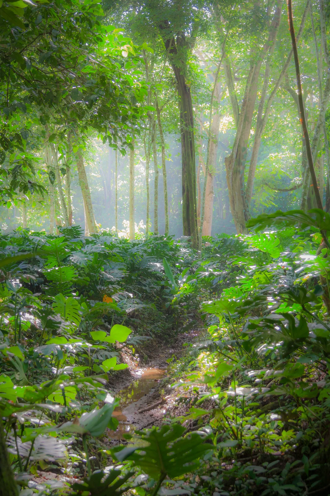 The Trail to Playa Chiquita