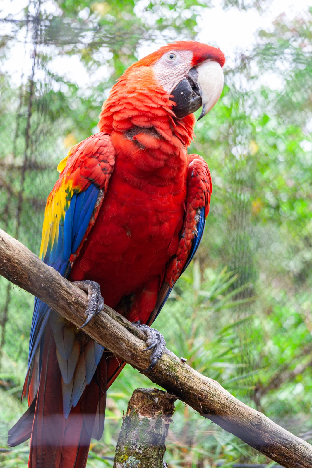Macaw