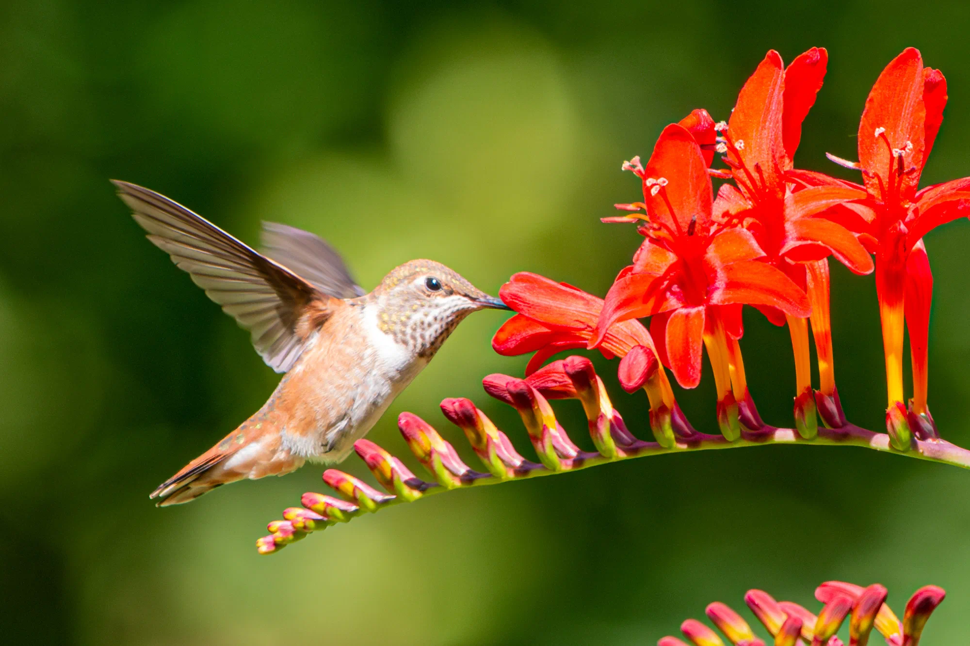 Hummingbird