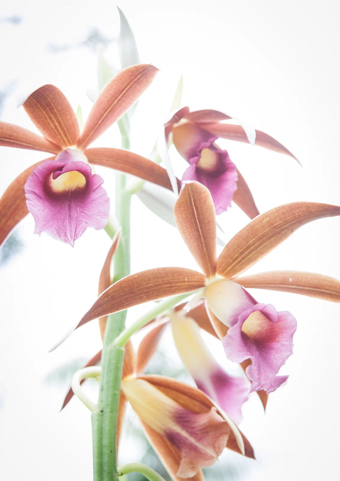 Overlight flowers