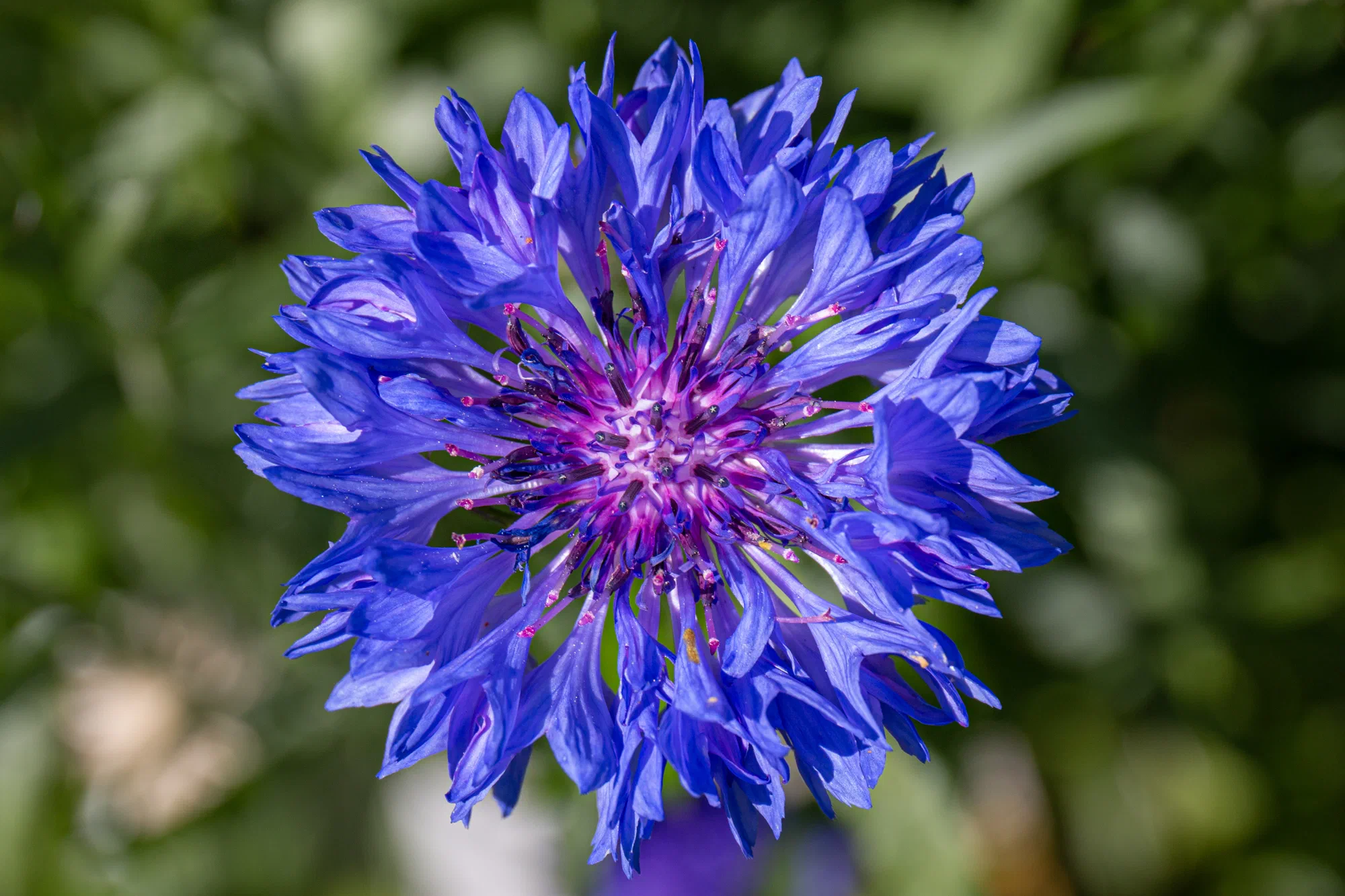 Cornflower Blue