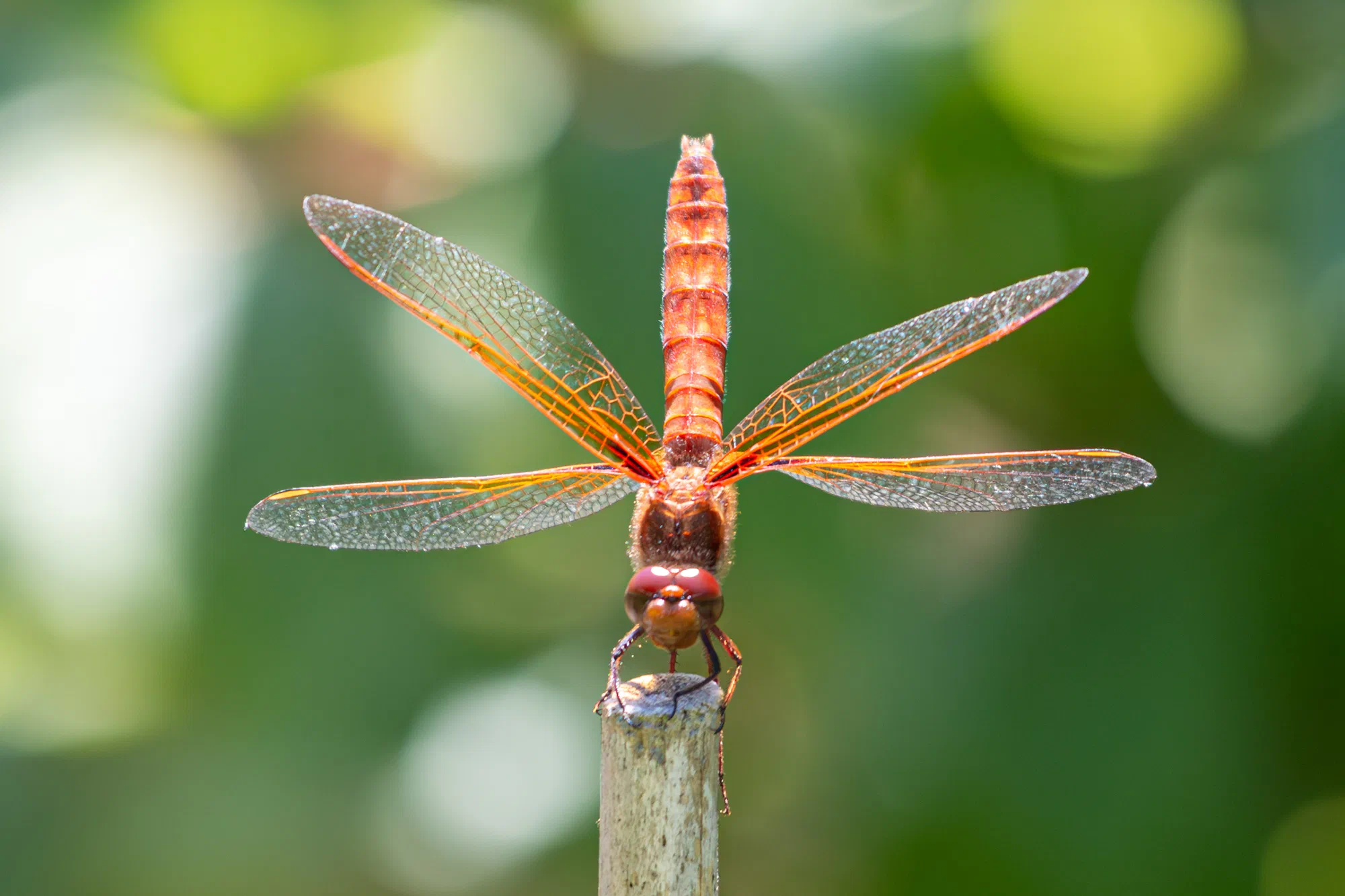 Dragonfly