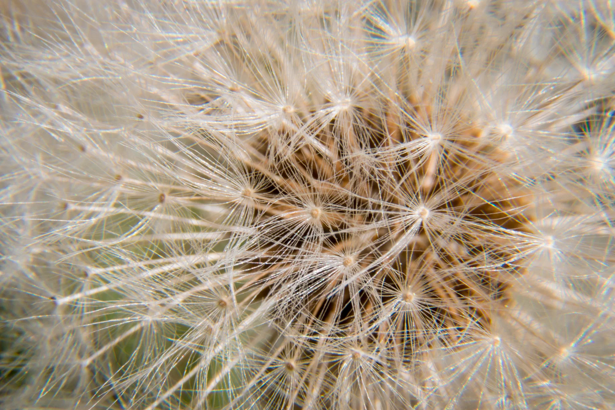 Dandelion Seed Pods