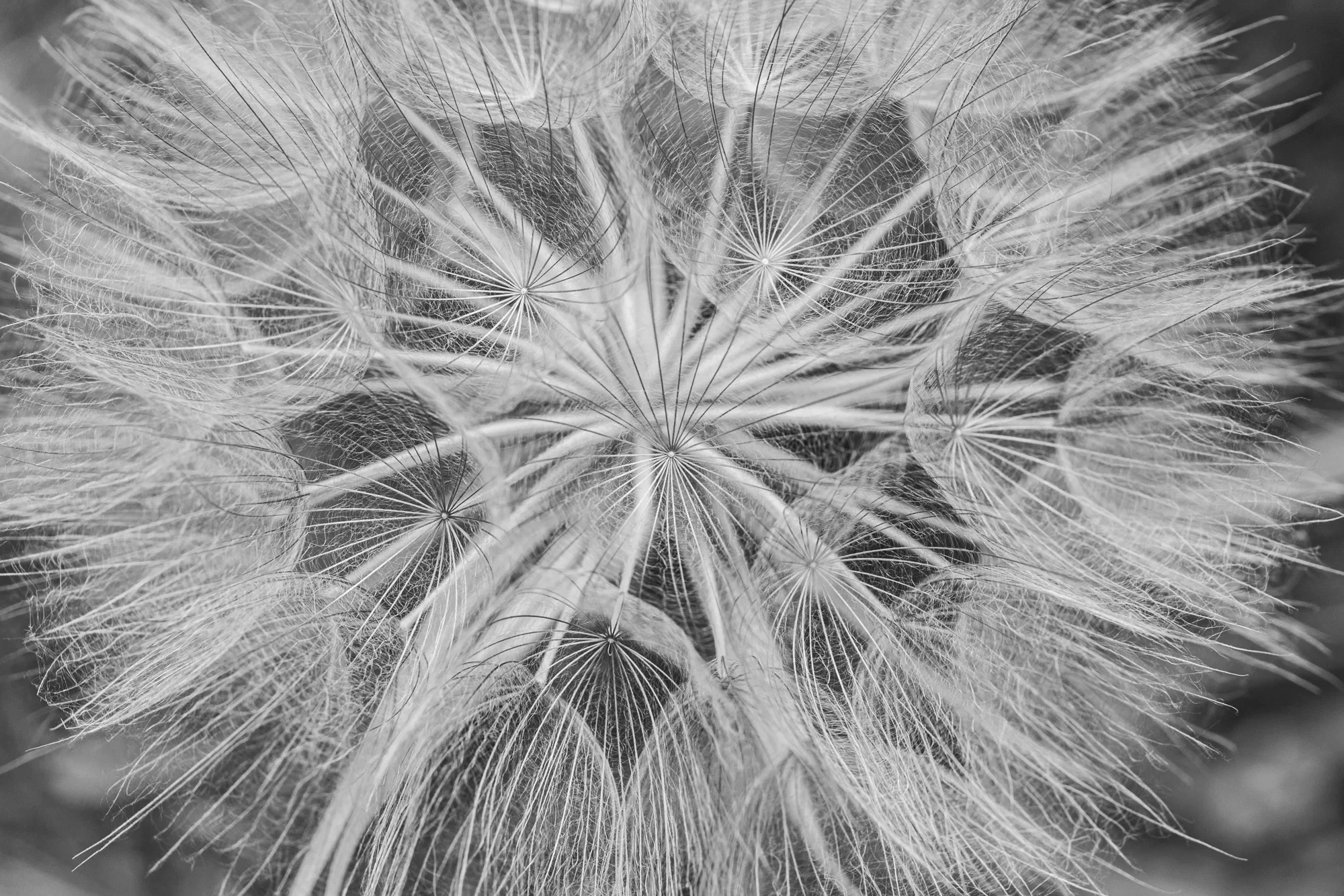 Seeds