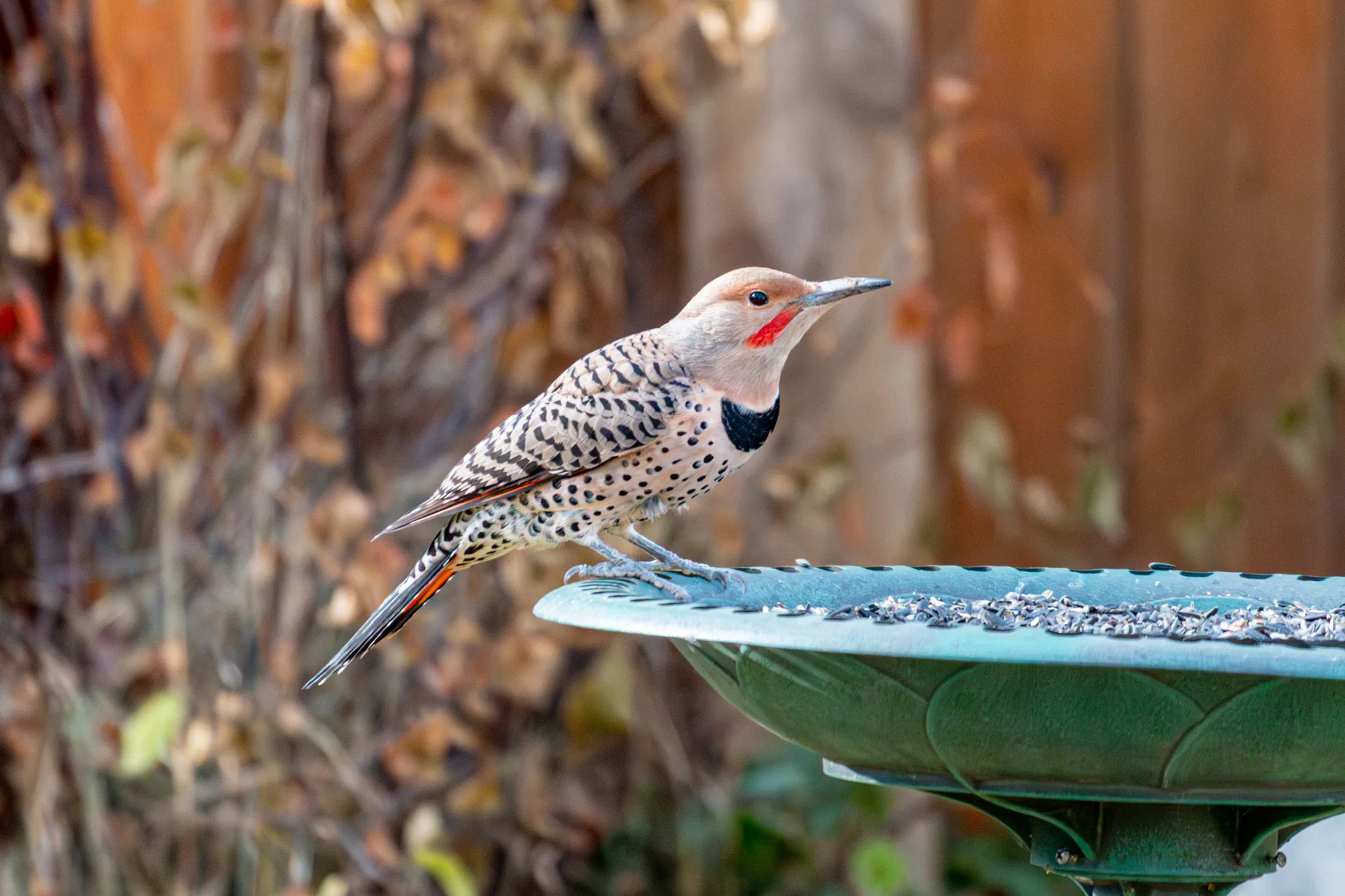 Northern Flicker