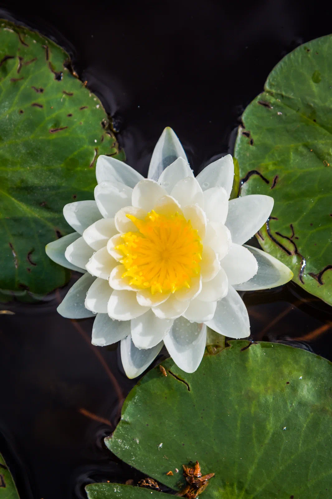 Water lily