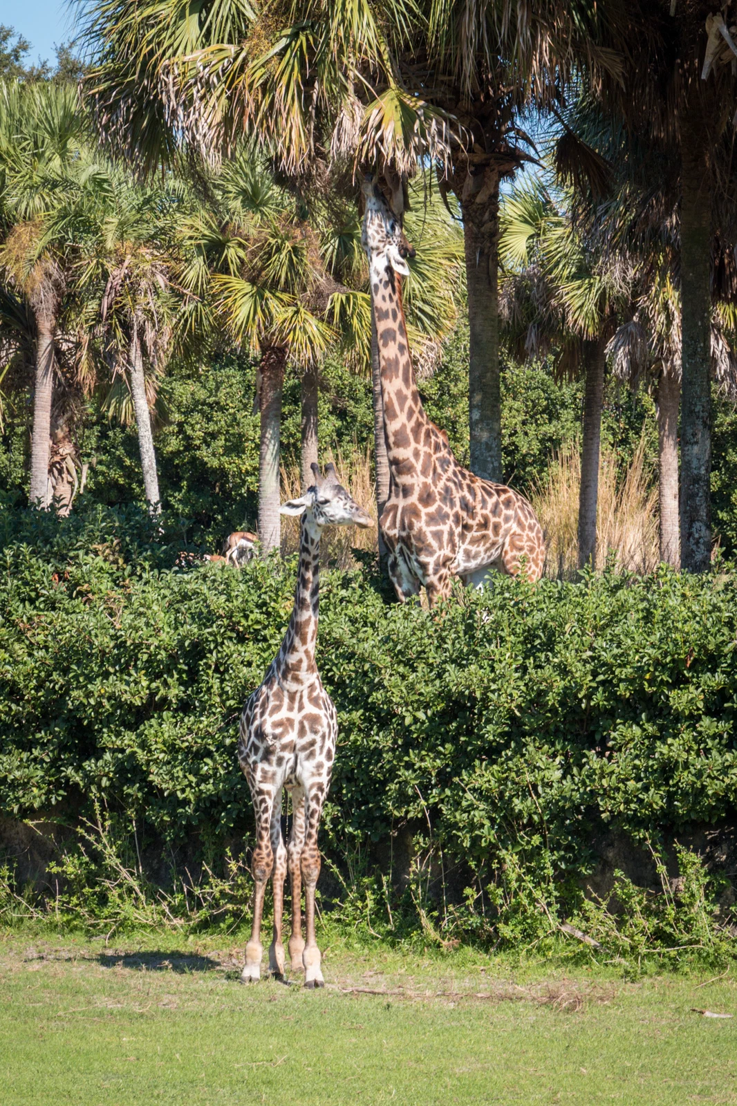 Giraffes