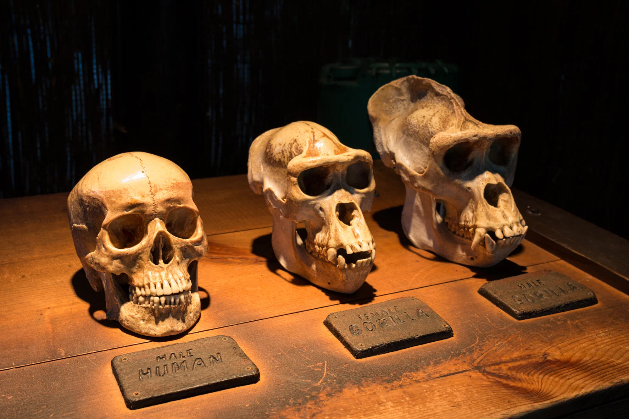Skulls