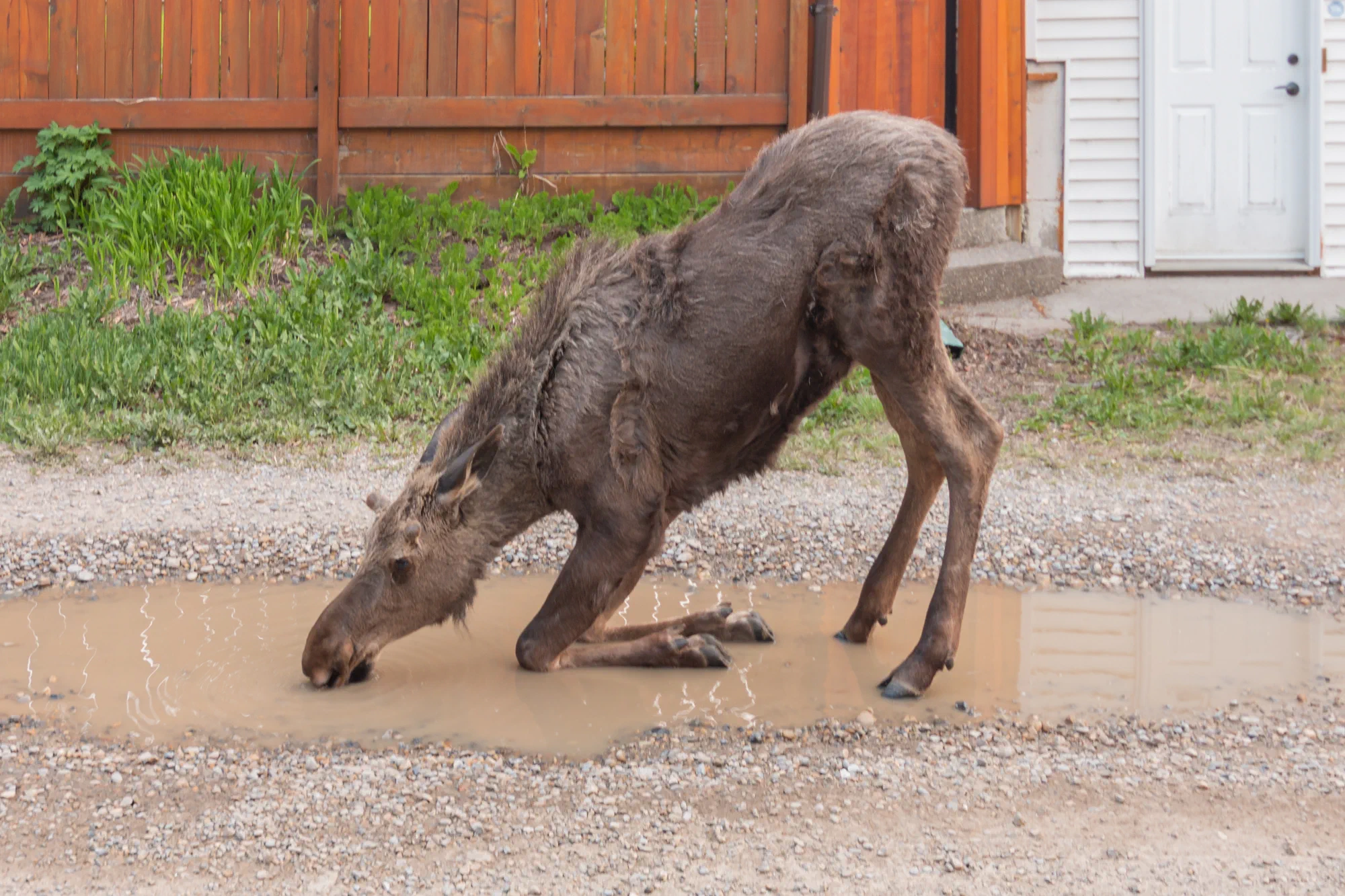 Downward Moose