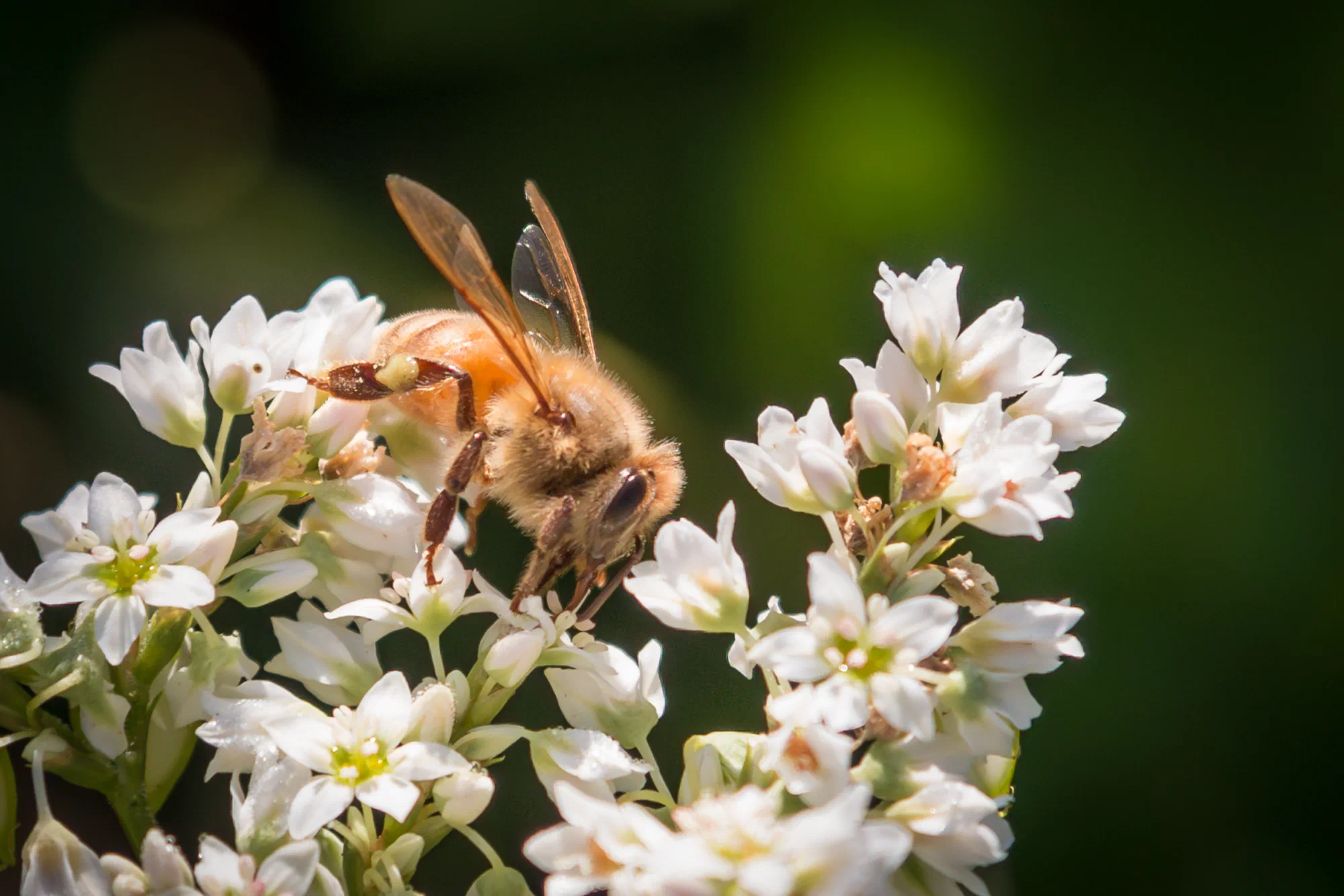 Bee on Buckwheat