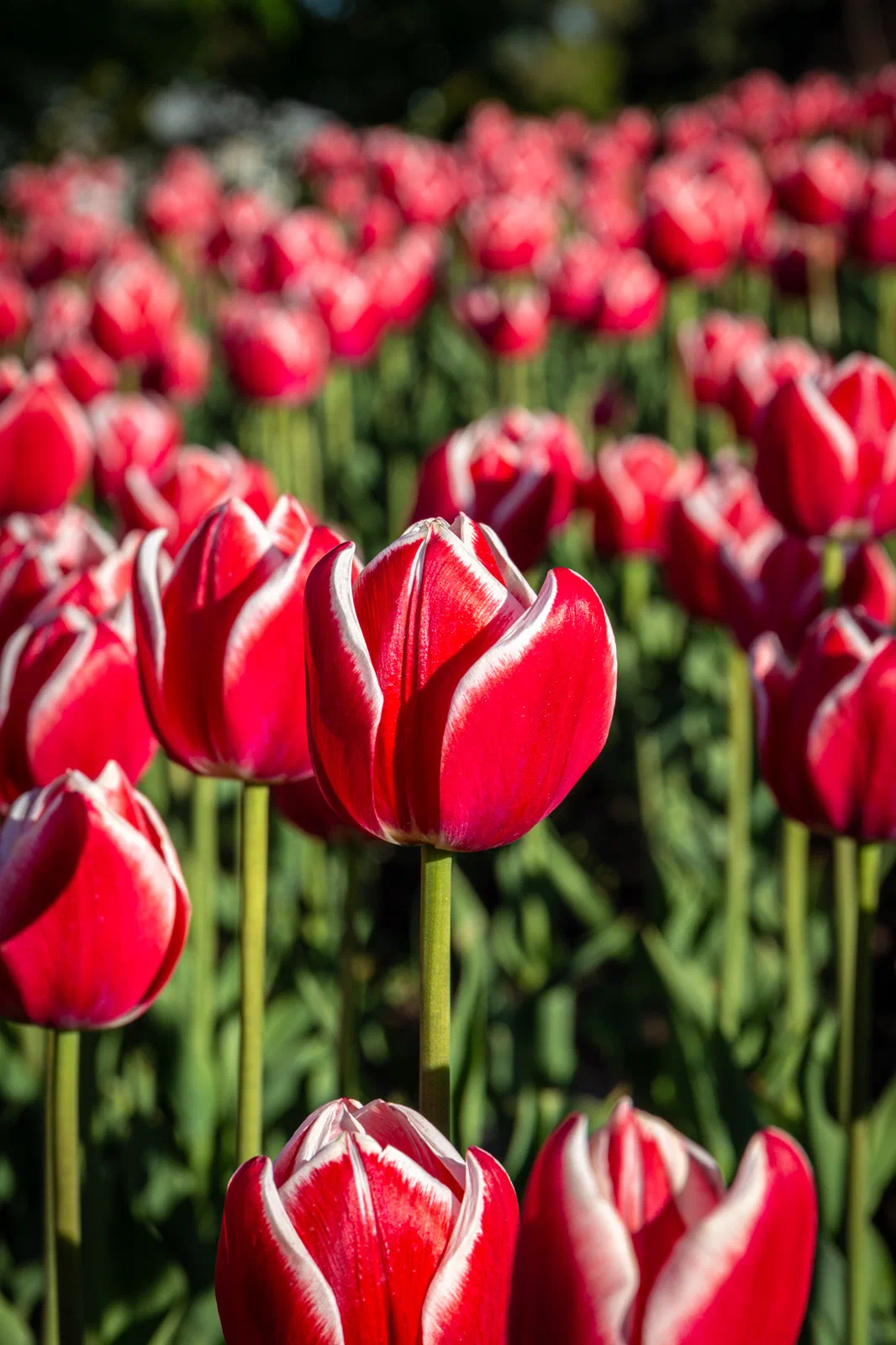 Tulips