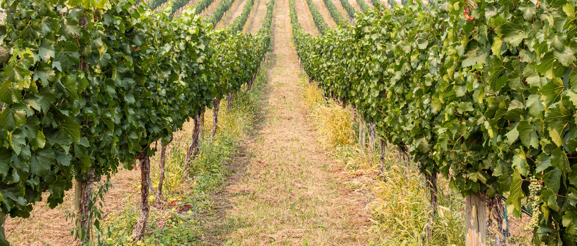 Almost wine