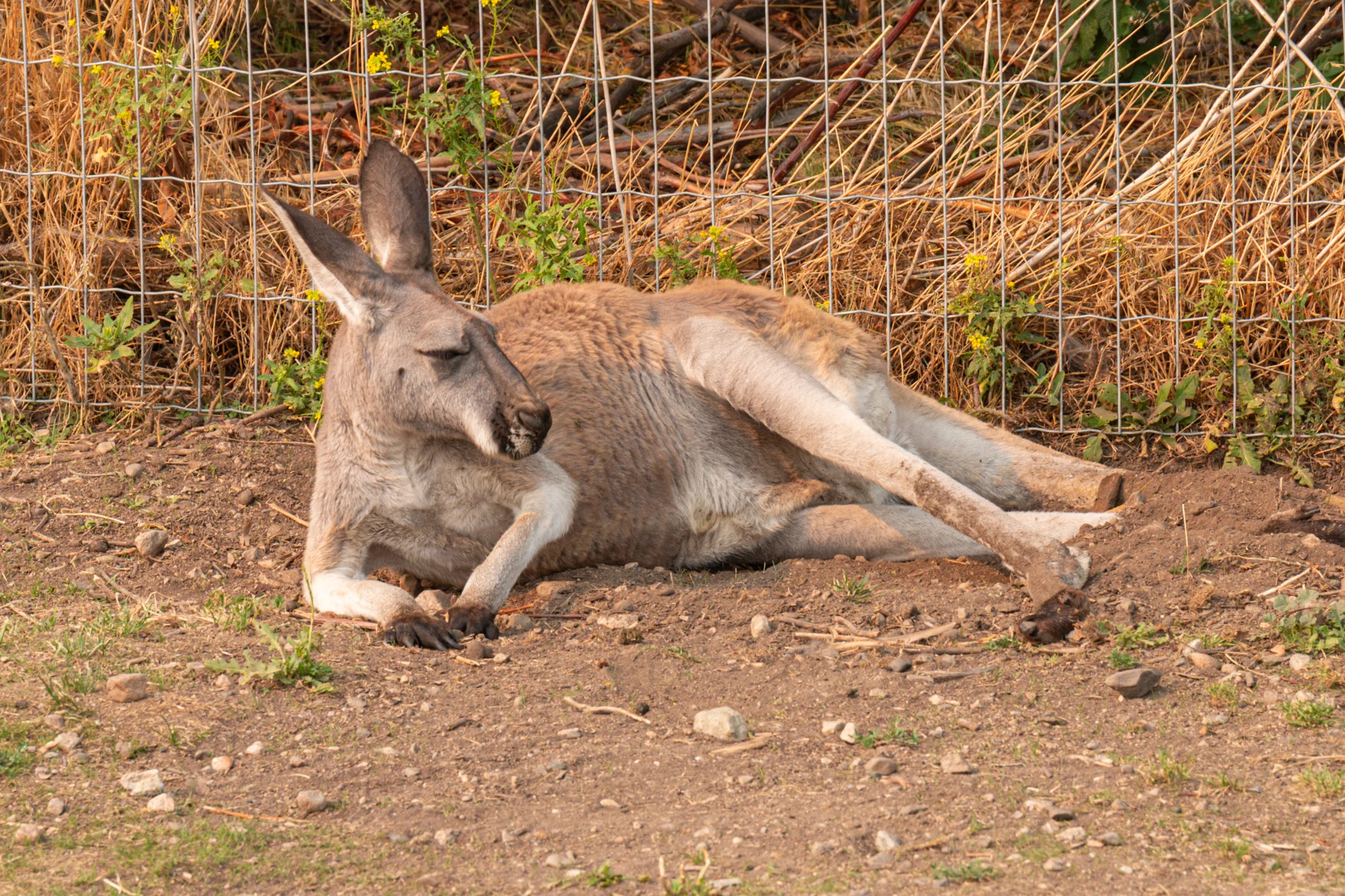 G'day