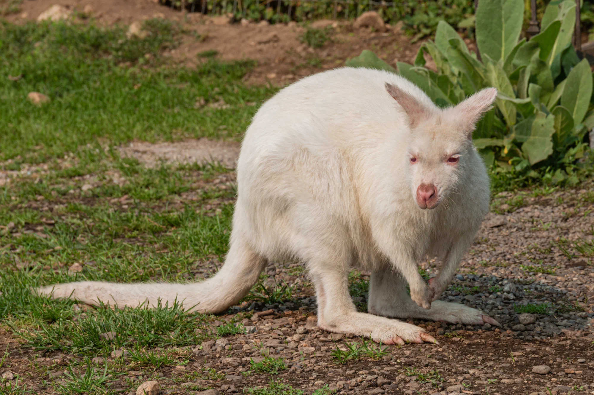 Albino wallaby