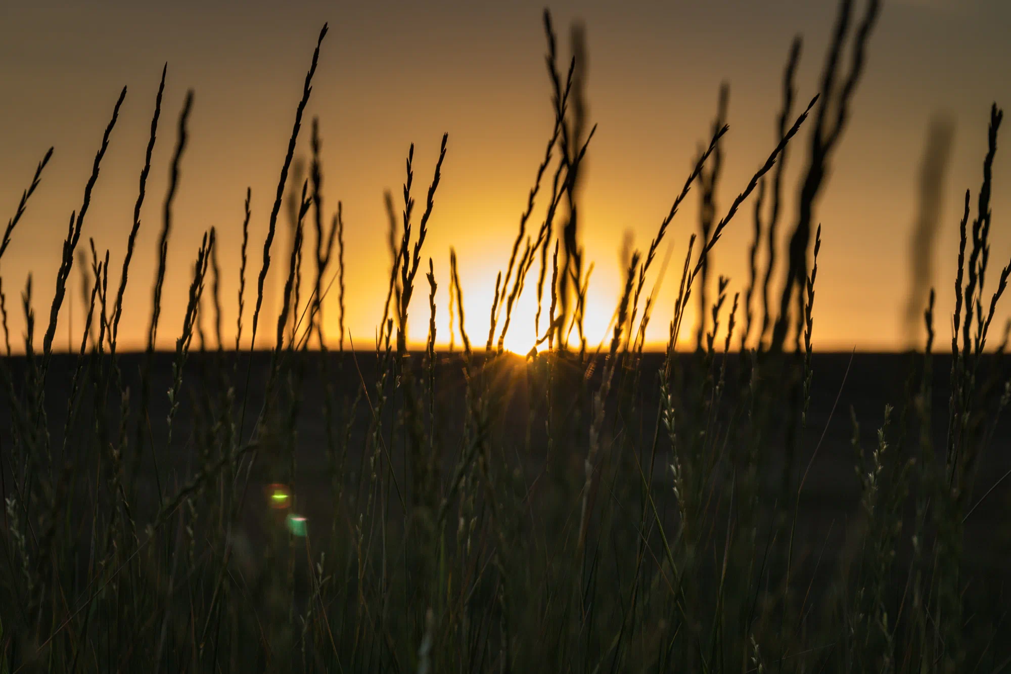 Grassy sunset