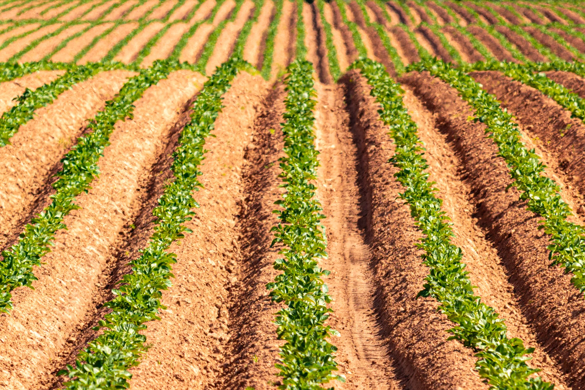 Potato Rows