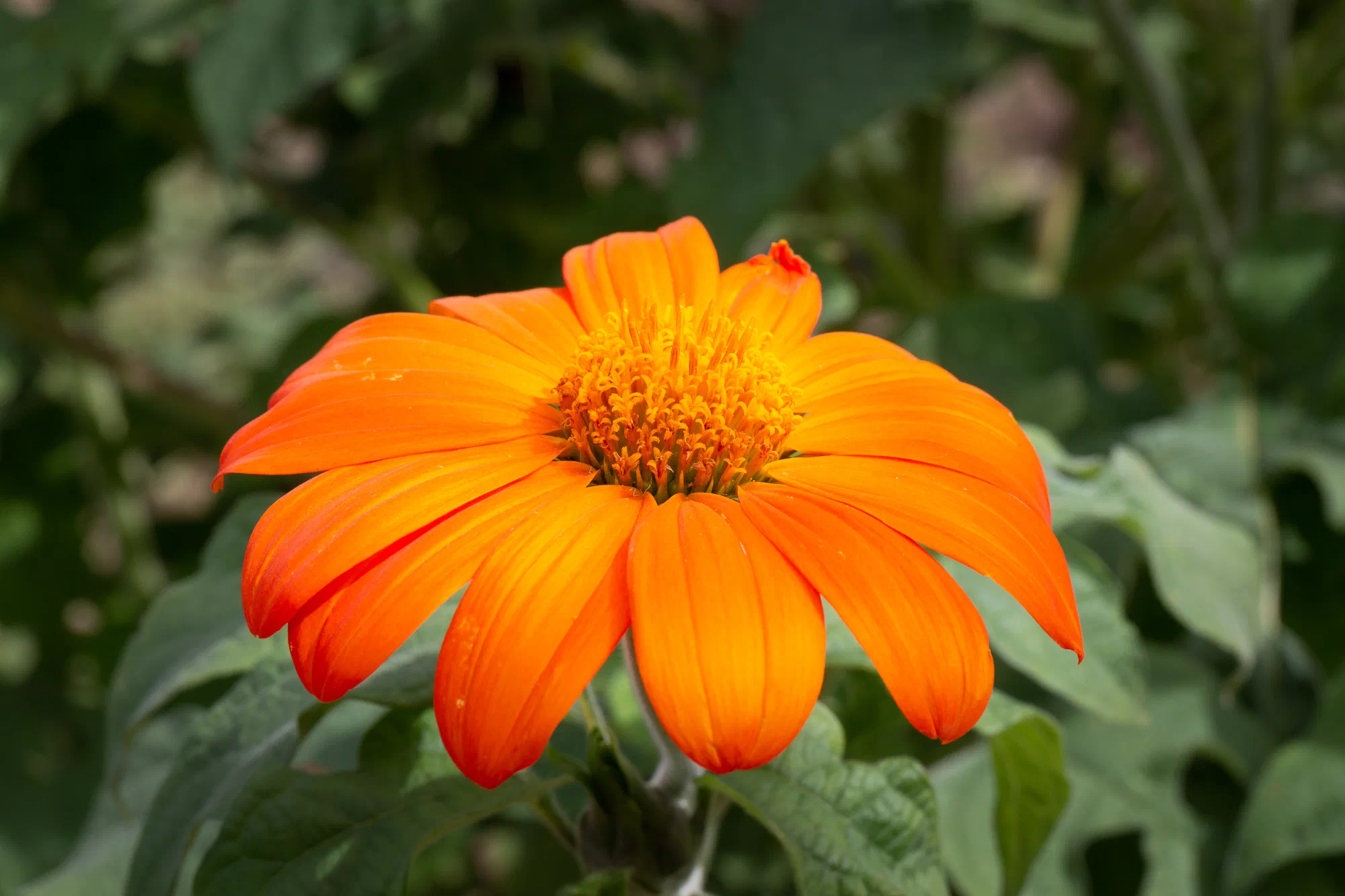 Mexican sunflower
