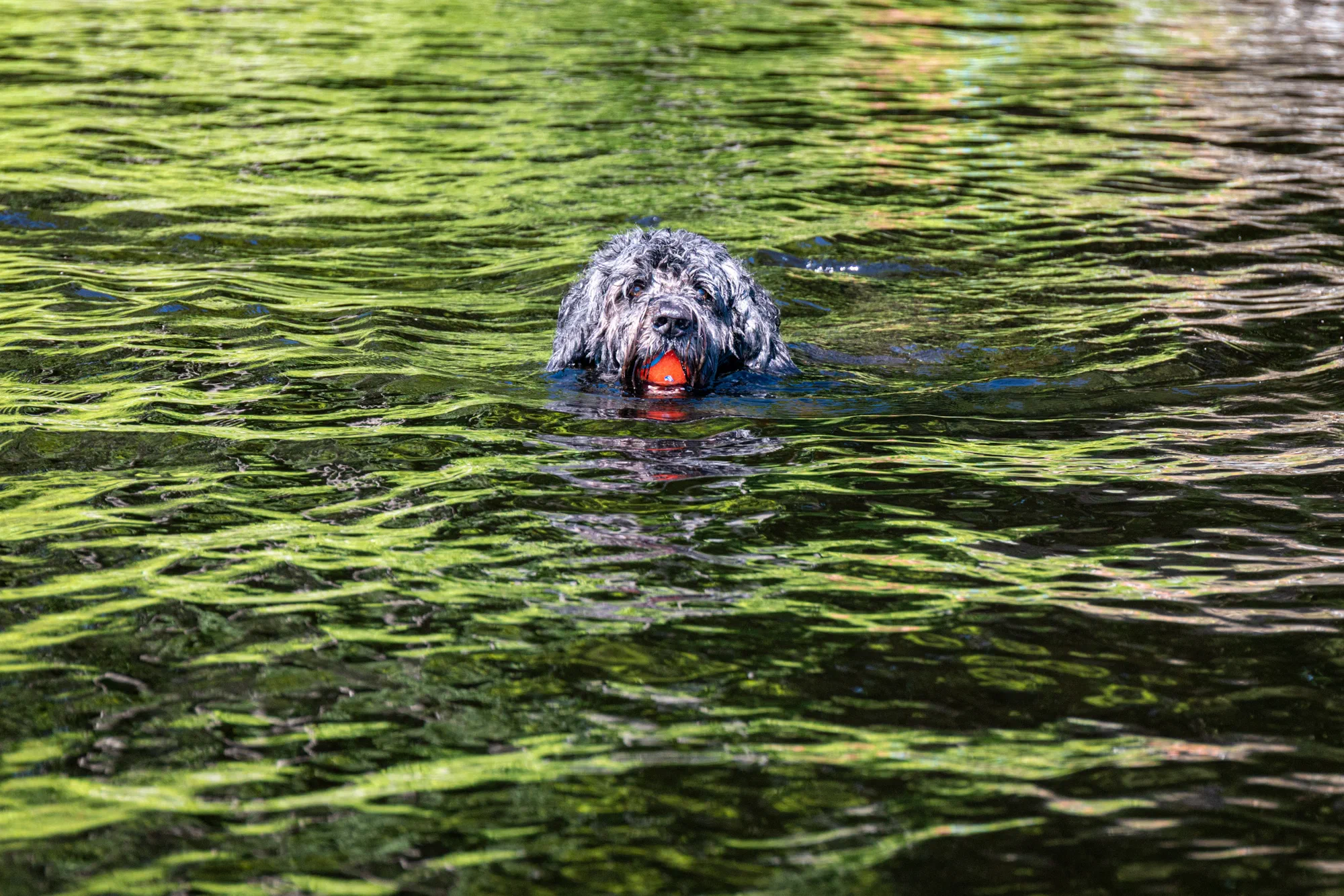 I got the ball!