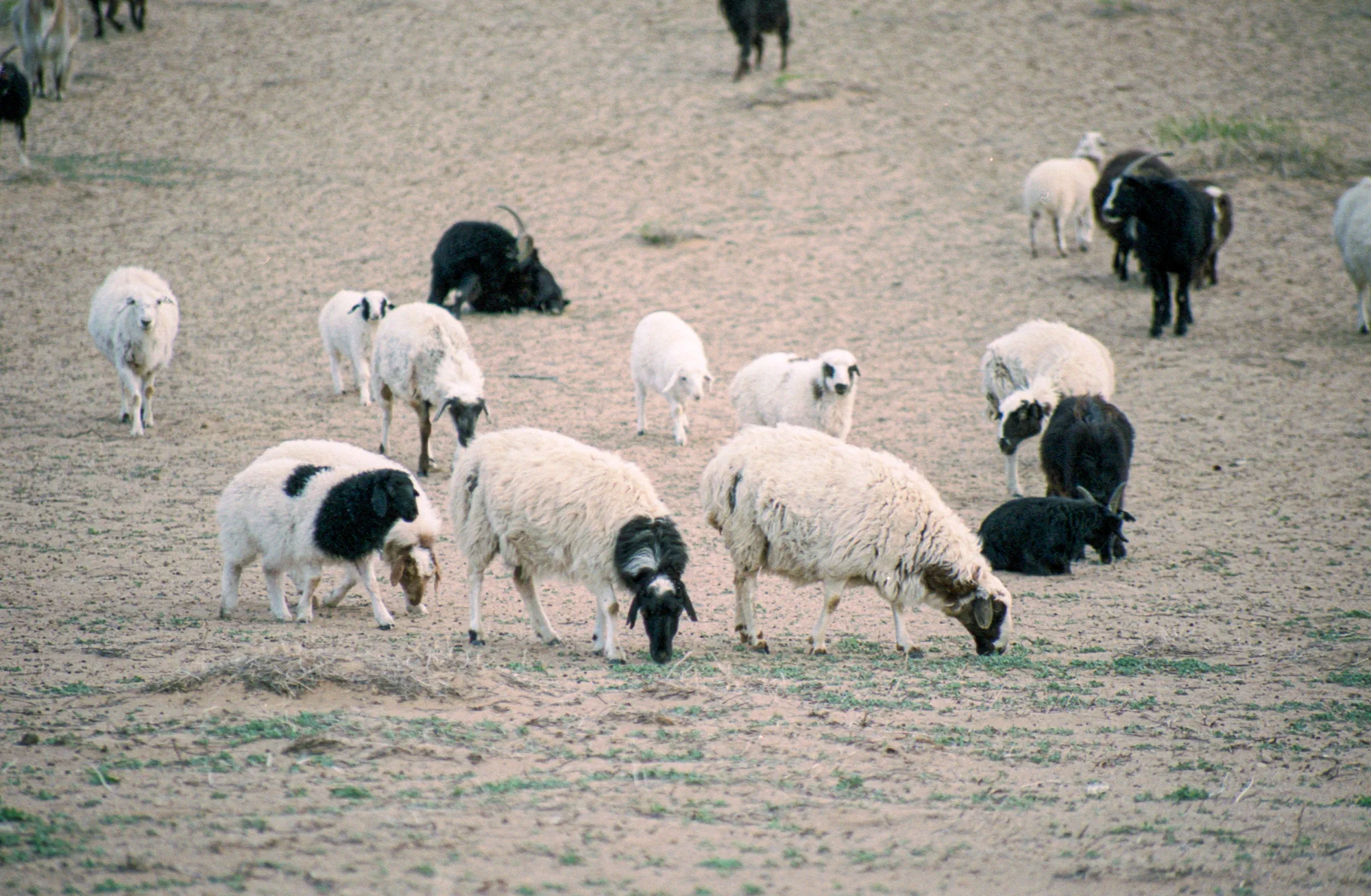 Scruffy lookin' goat herd