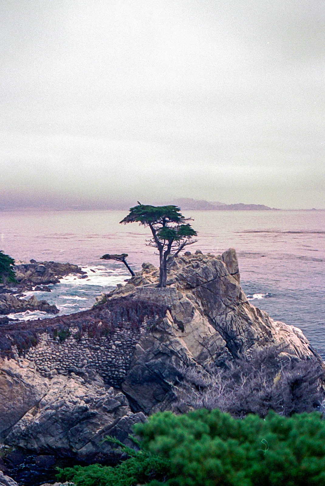 Lone Cypress