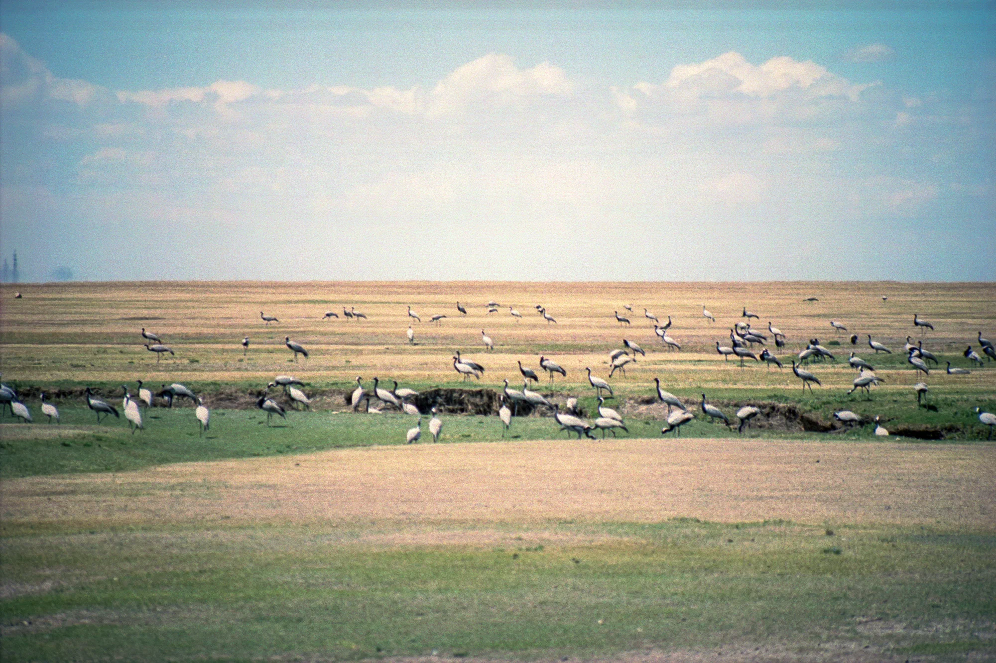 Cranes