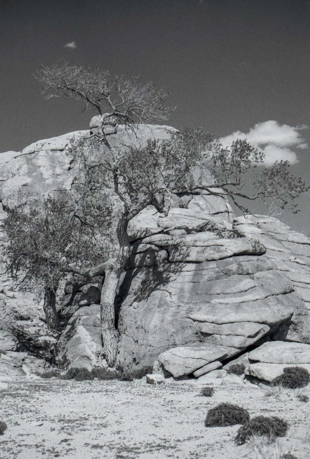 Tree from Rock