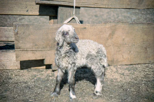 Baby Goats are Evil
