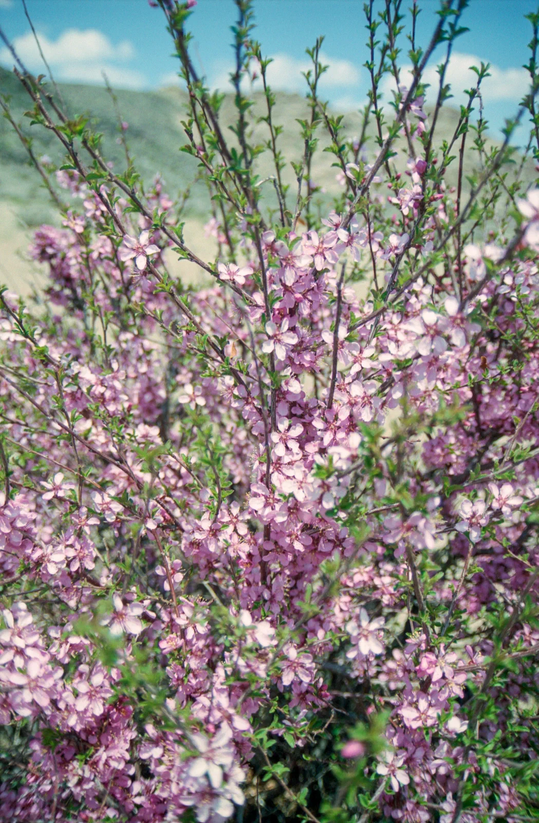 Russian Almond