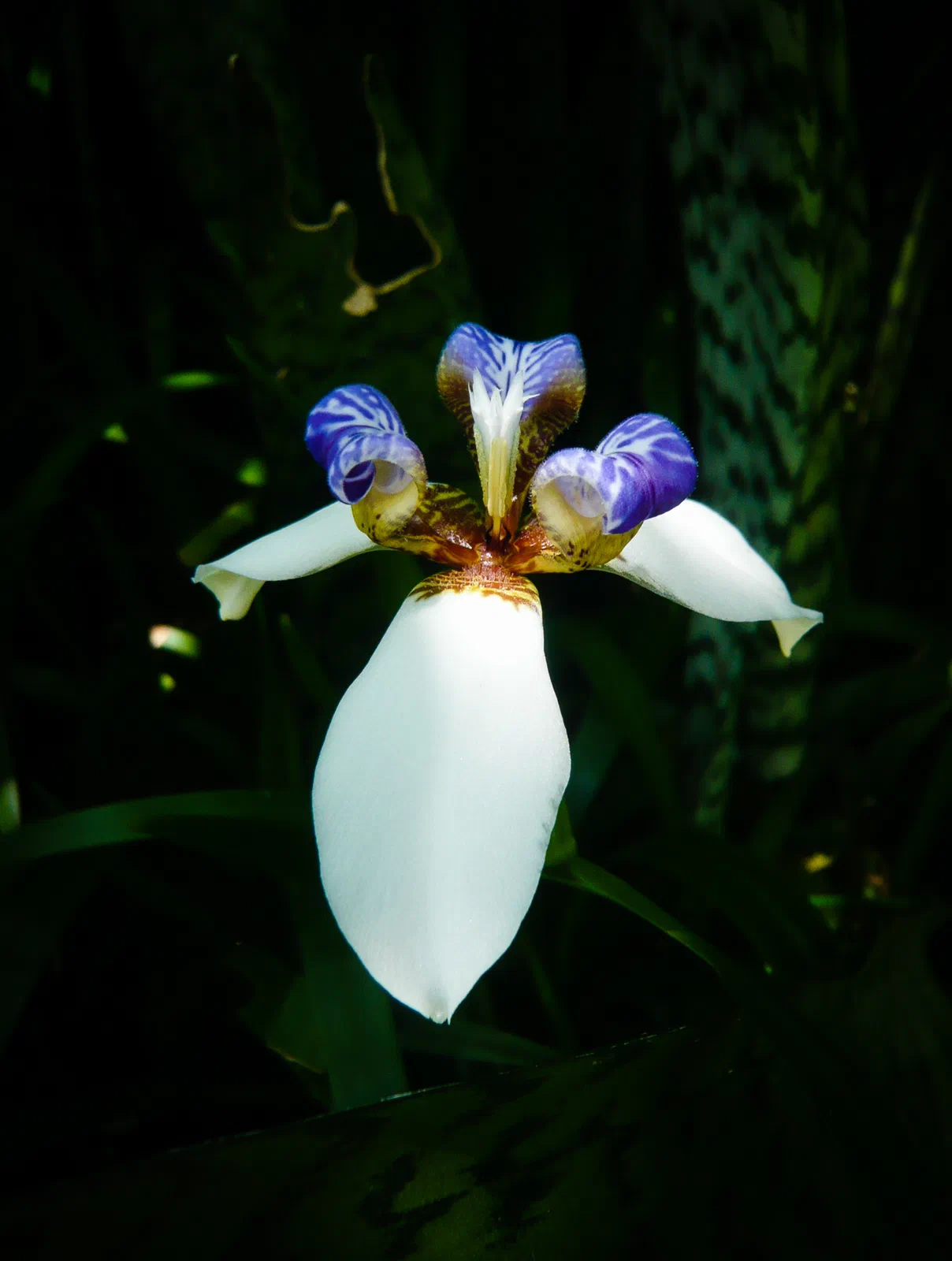 Walking Iris