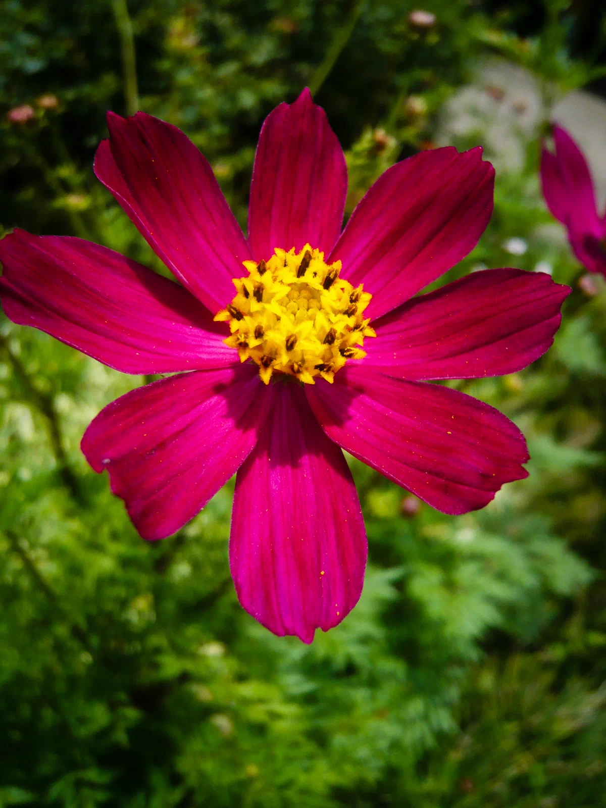 Garden Cosmos